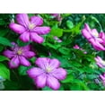 thumbnail image 2 of Comtesse de Bouchard Clematis Vine- 2.5" Pot - One of the Most Popular Clematis, 2 of 3