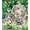 White Tiger & Cubs, variant on Diamond Dotz White Tiger & Cubs Animal Diamond Painting Kits for Adults - Diamond Art Kits a Relaxing Creative Craft Kit with Dotz Gems 20.5"x20.5"
