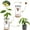 Black-H1, variant on Avocado Seed Starter Vase Kit for Growing Avocados Indoors Glass Propagation Vase with Wooden Base Easy Sprout Starter for Home Office Ideal Gift for Gardening Lovers,4pcs
