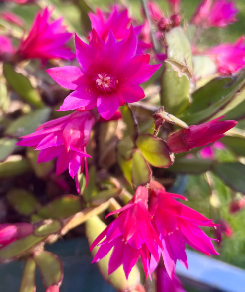 Set 2 Random Easter Cactus Plants Live for Planting, Spring Blooming Flowering Succulent Plants for Indoor Houseplant in 2 Inch Pot (Red or Pink)