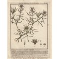 thumbnail image 2 of Harmal Or Syrian Rue, Peganum Harmala Poster Print By ® Florilegius Mary Evans (24 X 36), 2 of 4