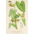 thumbnail image 2 of Charles Antoine Lemaire 11x14 Black Ornate Wood Framed Double Matted Museum Art Print Titled: Aristolochia Barbata (1854-1896), 2 of 5