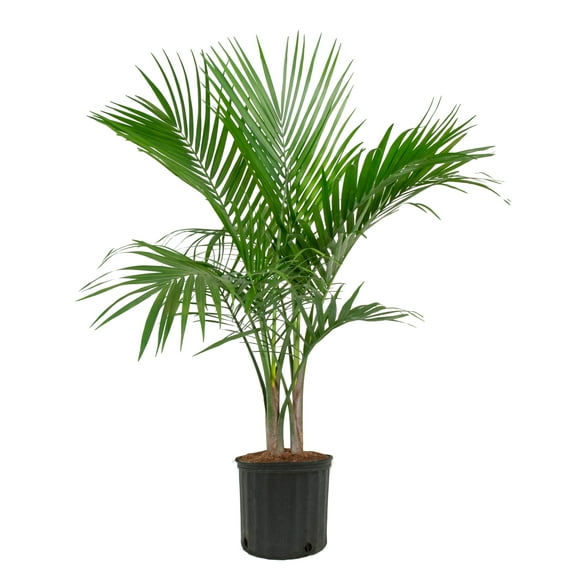 palm tree dental reviews