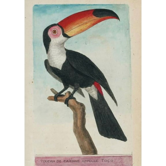 Bnf Animaux: Carnet Blanc, Toucan, Dessin 18e Siècle (Paperback)