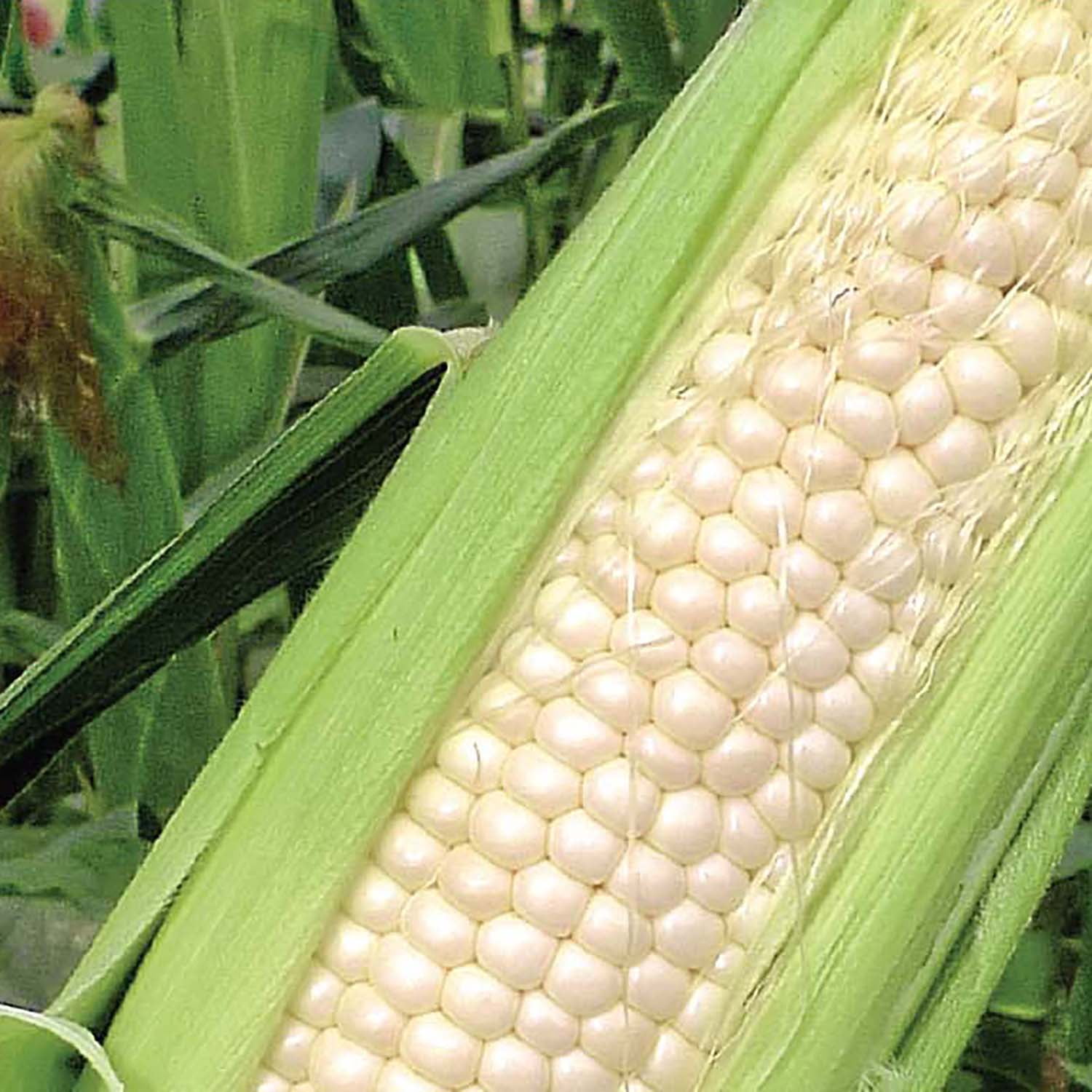 Ferry-Morse 1G Sweet Corn Silver Queen Hybrid Vegetable Plant Seed Full Sun