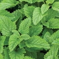 thumbnail image 2 of RedCrocus Lemon Balm Herb | Fragrant, Lemon-Scented Leaves | Ideal for Culinary, Tea & Landscaping | Non-Toxic, Pollinator Friendly | Indoor & Container 4.5" Pot (Pack of 5), 2 of 20