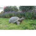 thumbnail image 1 of Grande Tortue, 1 of 4