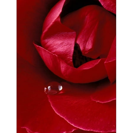 Red Rose, American Beauty, with Tear Drop, Rochester, Michigan, USA Print Wall Art By Claudia
