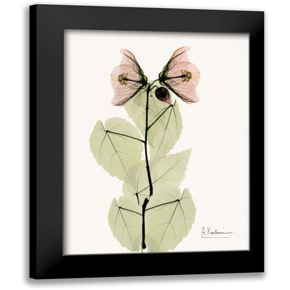 Koetsier, Albert 12x14 Black Modern Framed Museum Art Print Titled - Abutulon Pair