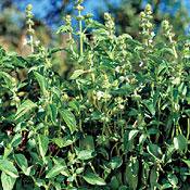 - Lemon Basil Herb - Flavors of Lemon and Basil - Heirloom - 4