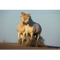 thumbnail image 2 of Zuckerman, Jim 18x13 White Modern Wood Framed Museum Art Print Titled - France, Provence Two white Camargue horses, 2 of 4