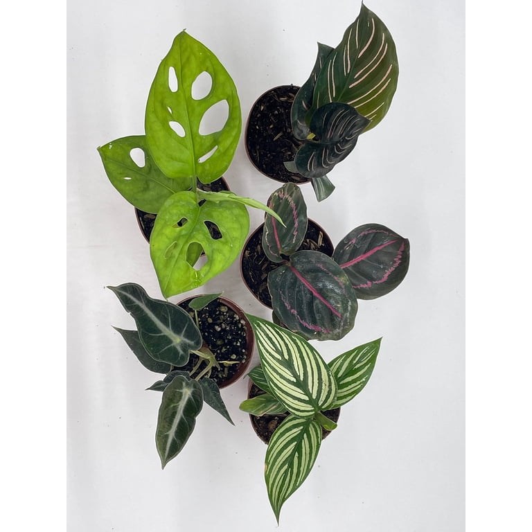 Live House Plant Potted, Indoor Premium Collection, Assorted Foliage,  Monstera, alocasia, 2 in. Pot, Set of 5 - Walmart.com