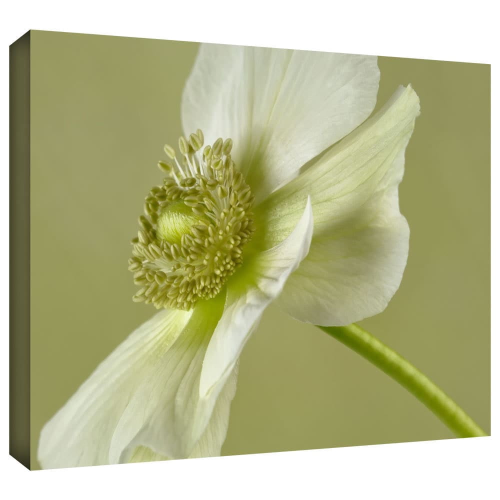 ArtWall Cora Niele  "Anemone White Green" Gallery-Wrapped Canvas