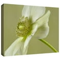thumbnail image 2 of ArtWall Cora Niele  "Anemone White Green" Gallery-Wrapped Canvas, 2 of 2