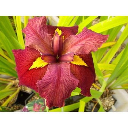 Louisiana Iris Bog Pond Plant - Ann Chowning - Red Louisiana Iris Marginal Pond Plant from AquaLeaf Aquatics