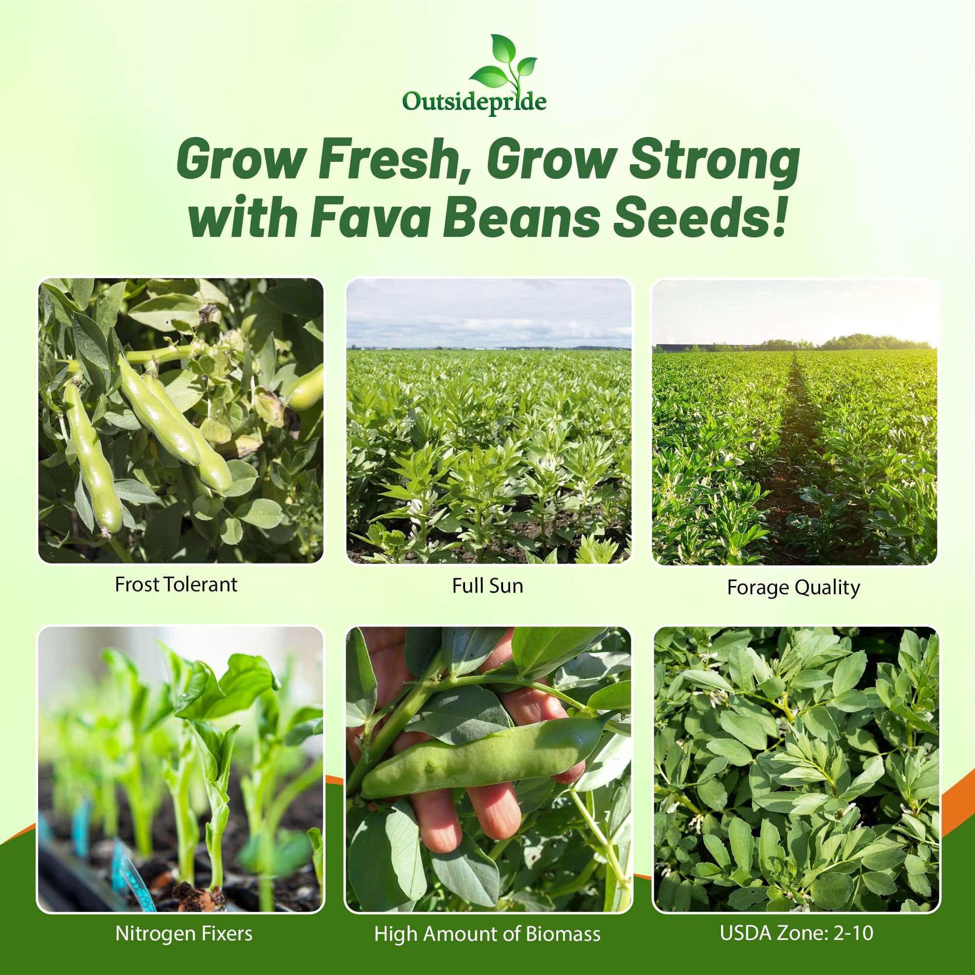 Outsidepride Annual Fava Beans Seeds - 10 lbs. High-Protein Forage Legume Seed for Soil Health Improvement, Erosion Control Support, Pollinator Attraction, Cover Crop, Hay, & Deer Food Plots