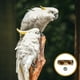 thumbnail image 4 of Jaula para pájaros, jaula para loros, comedero para pájaros, bebedero para pájaros, comedero para pájaros, comedero para loros, jaula para pájaros de madera maciza, 4 of 6