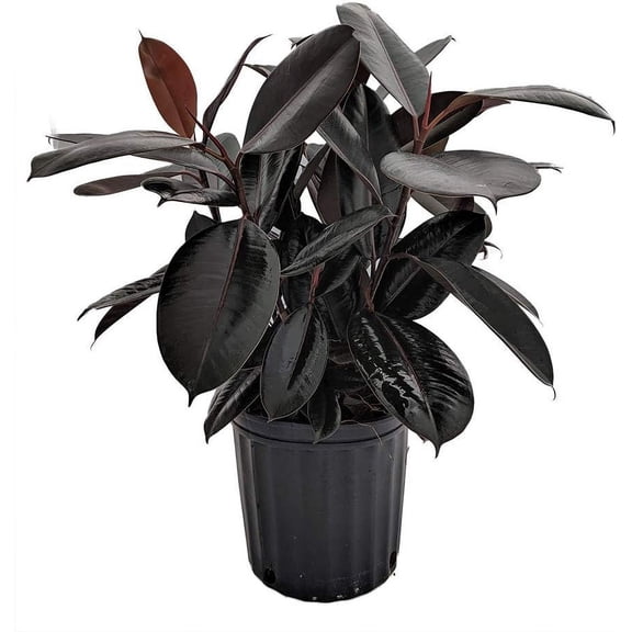 Rubber Plant - Live Plant in an 10 Inch Pot - Ficus Elastica Burgundy - Beautiful Easy Care Air Purifying Indoor Houseplant