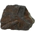 thumbnail image 1 of MasteelfCA 1pc Creative Trilobite Fossil Sample Decor Student Science Teaching Material, 1 of 7