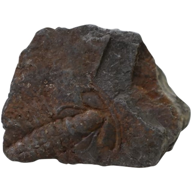 MasteelfCA 1pc Creative Trilobite Fossil Sample Decor Student Science Teaching Material