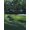 Unframed, variant on Art.com Golf Course 4 Stretched Canvas Print Wall Art by William Vanderdasson, 24" x 32"