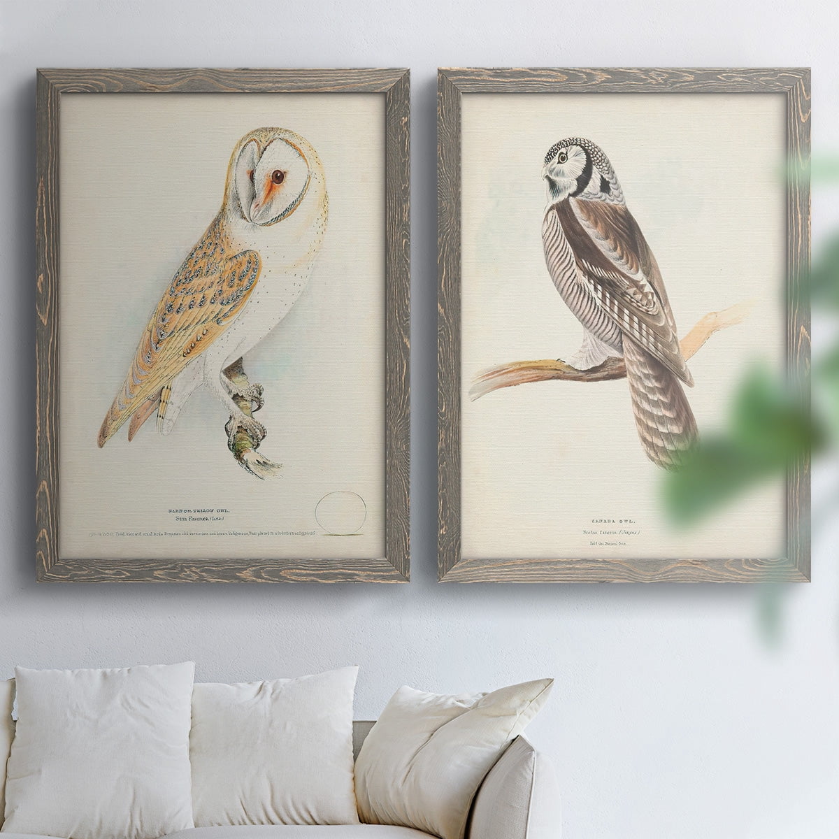 Barn Owl - Premium Framed Canvas 2 Piece Set - Ready to Hang