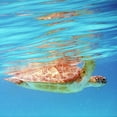thumbnail image 2 of Mansfield, Kathy 26x26 White Modern Wood Framed Museum Art Print Titled - Underwater Depths I, 2 of 4
