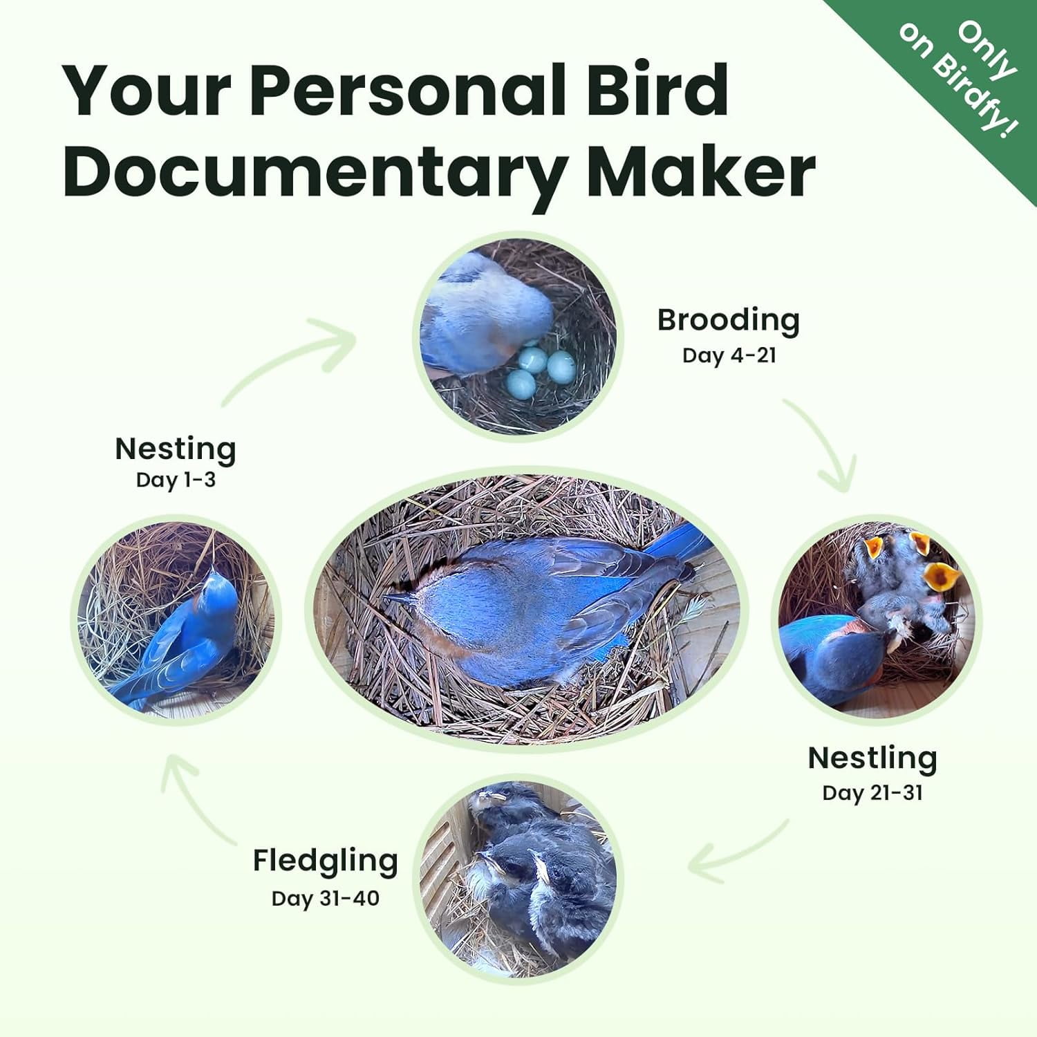 Birdfy Smart Bird Houses With 1080P HD Bird Feeder Camera, Perfect Viewing Bird Nesting and Hatching, Gift for Bird Lover