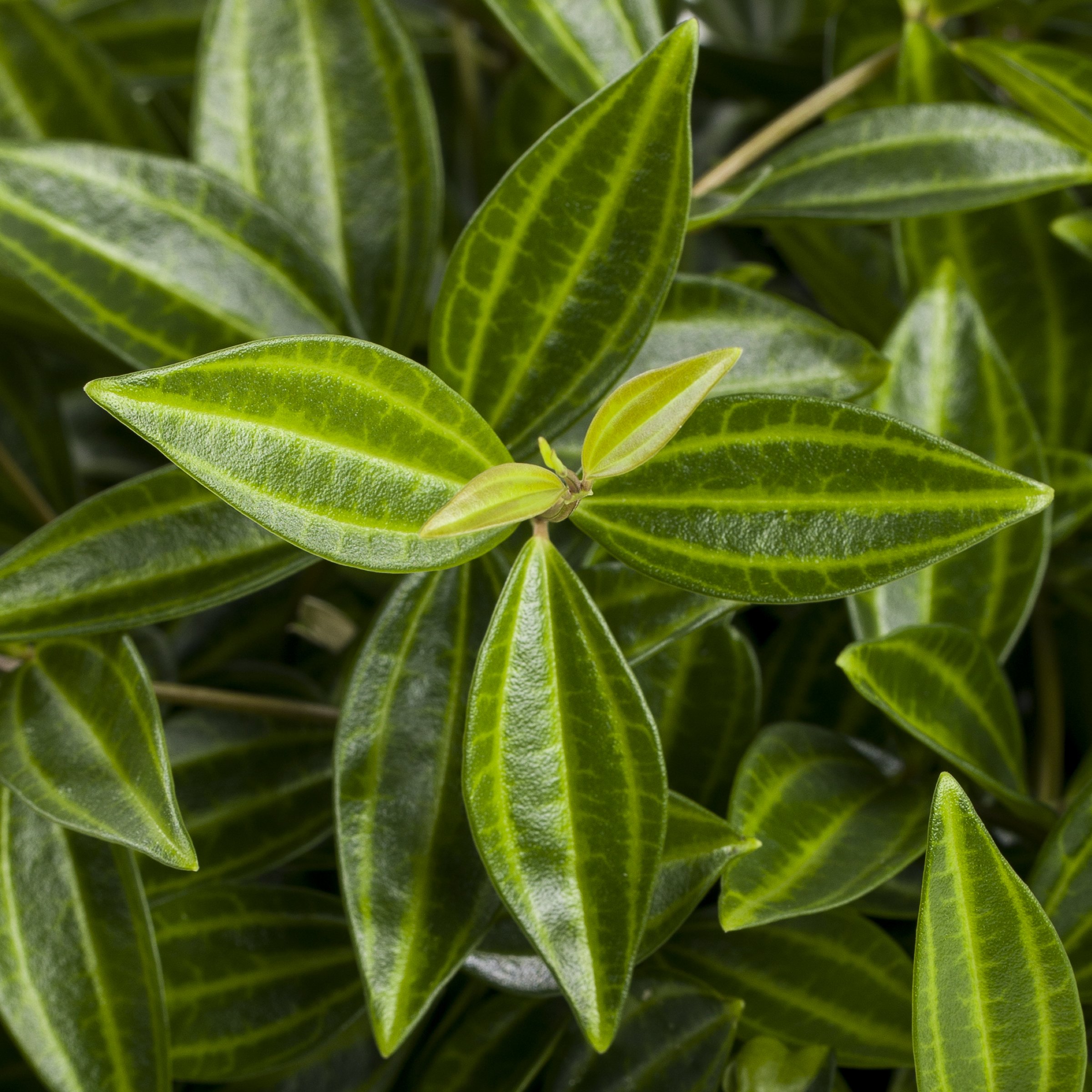 6 in. Peperomia Funky Frog Plant in Grower Container