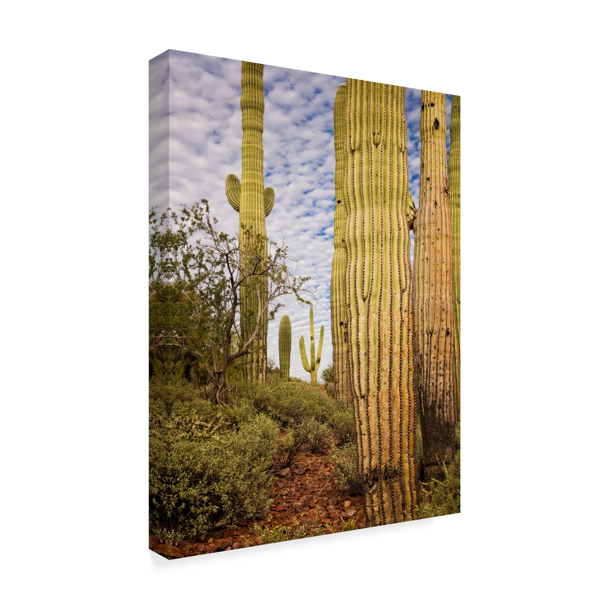 Trademark Fine Art 'Cacti View IV' Canvas Art by David Drost