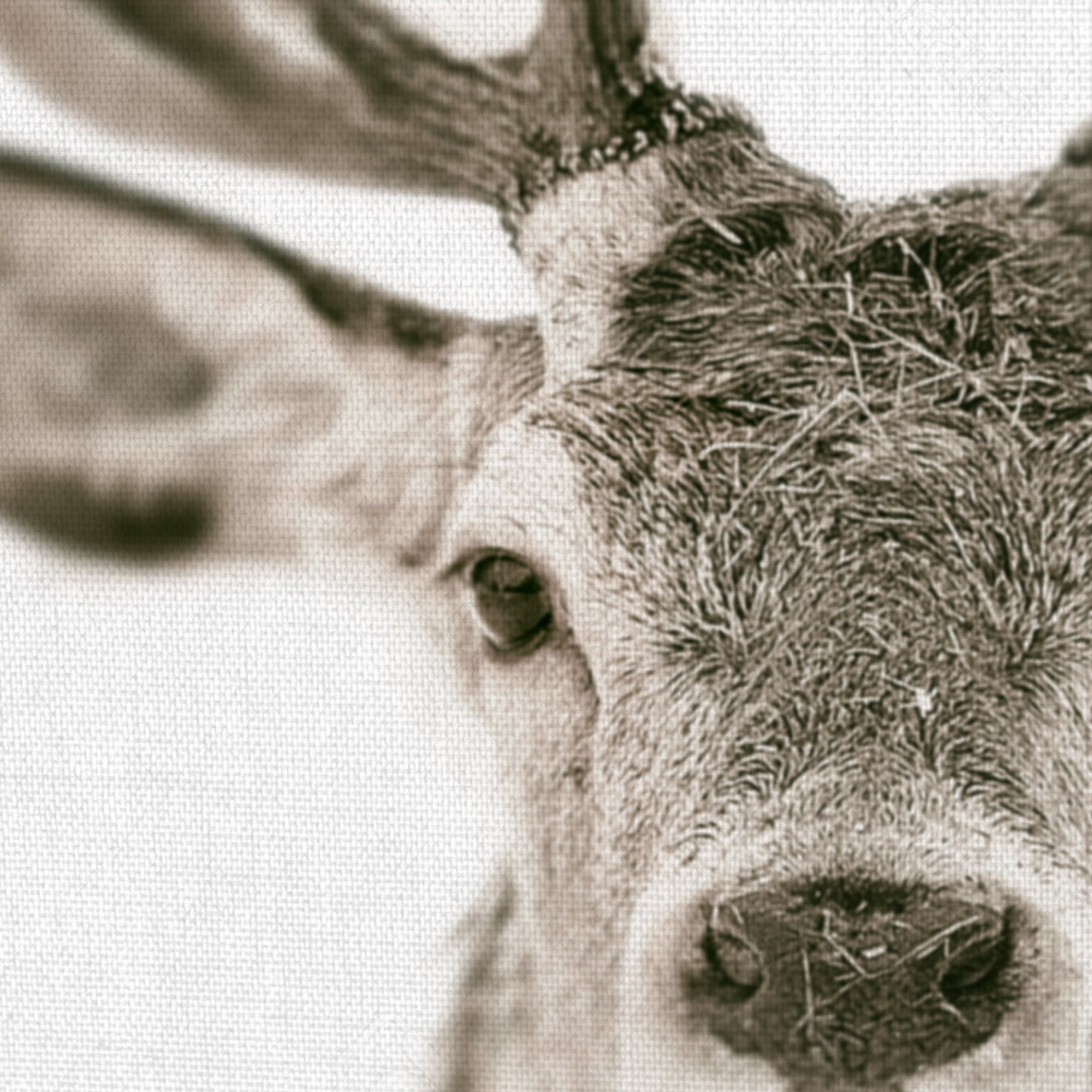 Fine Art Canvas Ciervo 1 Buck by The Studio Canvas Art Print
