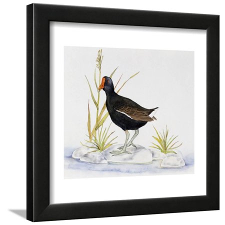 Common Moorhen (Gallinula Chloropus), Rallidae Framed Print Wall Art