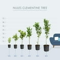 thumbnail image 6 of Brighter Blooms - Clementine Tree, 5-6 ft. - No Shipping to AK, AL, AR, AZ, CA, FL, GA, HI, LA, MS, OR, TX, 6 of 6