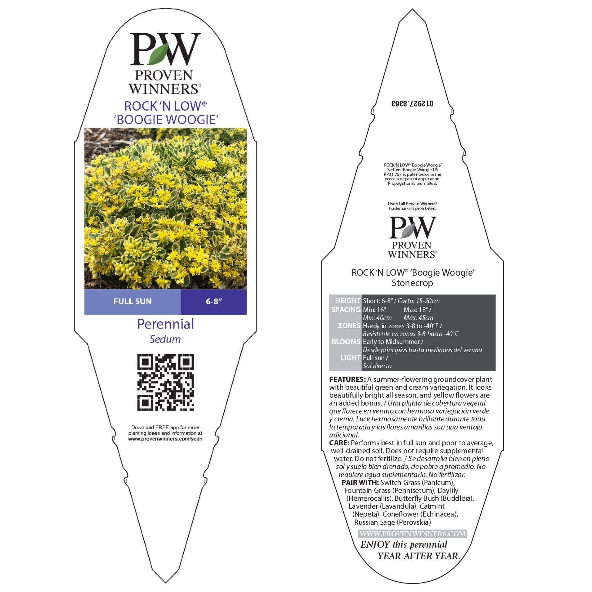 Proven Winners 5" Yellow Rock 'N Low 'Boogie Woogie' Stonecrop Live Plant in 4.5" Pot (4 Count)