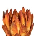 thumbnail image 4 of Vickerman 8-12" Nectarine Repens - Natural Stem -Bulk case, 180 pieces, Dried, 4 of 5