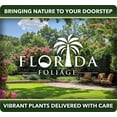 thumbnail image 5 of Southern Magnolia Grandiflora  20 Live Trees  Beautiful Evergreen Specimen Plant Fragrant Blooms, 5 of 9