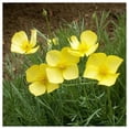 thumbnail image 2 of Everwilde Farms - 1 oz Dwarf California Poppy Native Wildflower Seeds - Gold Vault Bulk Seed Packet, 2 of 4