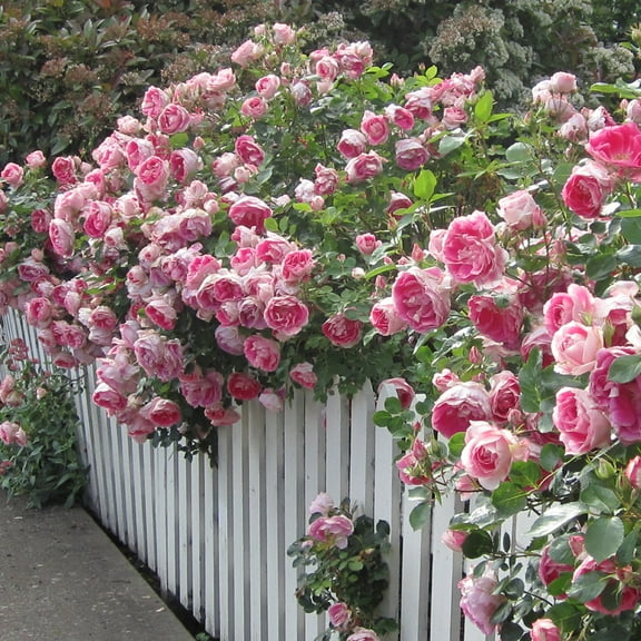 Heirloom Roses Pink Rose Bush Live Plants, Lightly Fragrant and Continual Blooming