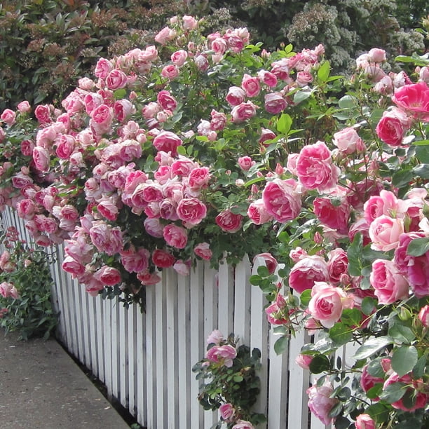 Heirloom Roses Rose Bush Carefree Wonder™ Landscape , Live Rose Plant