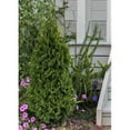 thumbnail image 2 of Expert Gardener 2.25g Arborvitae Emerald Green, 2 of 6
