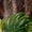 664, variant on Tennessee Walking Horse Green Tropical Aloha Hawaiian Shirt