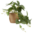 thumbnail image 1 of Bouclair Green Artificial Fittonia in Wood Pot, 1 of 2