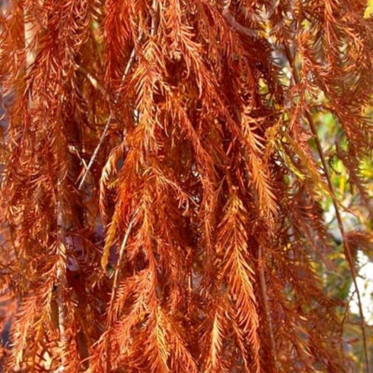 Expert Gardener Bald Cypress Falling Waters Tree in 1 gal Grower Pot