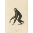 thumbnail image 3 of Jean-Baptiste Audebert 18x24 Black Modern Framed Museum Art Print Titled - Gibbon (1797), 3 of 5