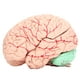 thumbnail image 5 of Molde De Cerebro, Modelo De Cerebro Humano Científico De Juguete Dedicado De Cráneo Para Niños Para Neurociencia, 5 of 8