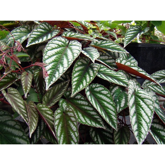 Rex Begonia Vine - Cissus Discolor - Great House Plant - 4" Pot