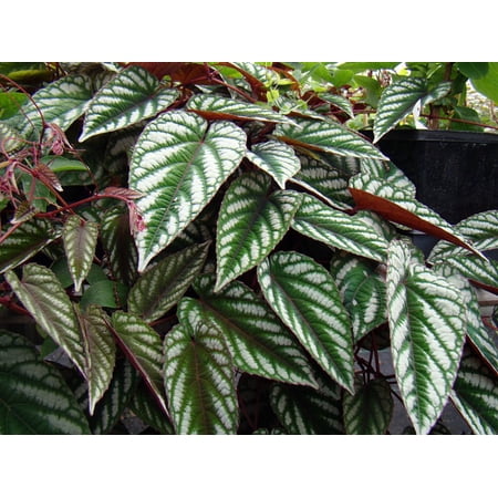 Rex Begonia Vine - Cissus Discolor - Great House Plant - 4" Pot
