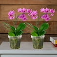 thumbnail image 3 of 9 macetas para orquídeas, de plástico transparente, para plantas de interior., 3 of 6