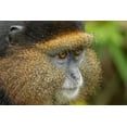 thumbnail image 2 of Souders, Paul 18x13 White Modern Wood Framed Museum Art Print Titled - Africa-Rwanda-Volcanoes National Park-Close-up portrait of Golden Monkey, 2 of 4