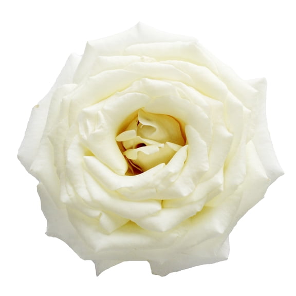 Garden Roses 36 Stems of White Farm Direct Fresh Cut Flowers by Bloomingmore